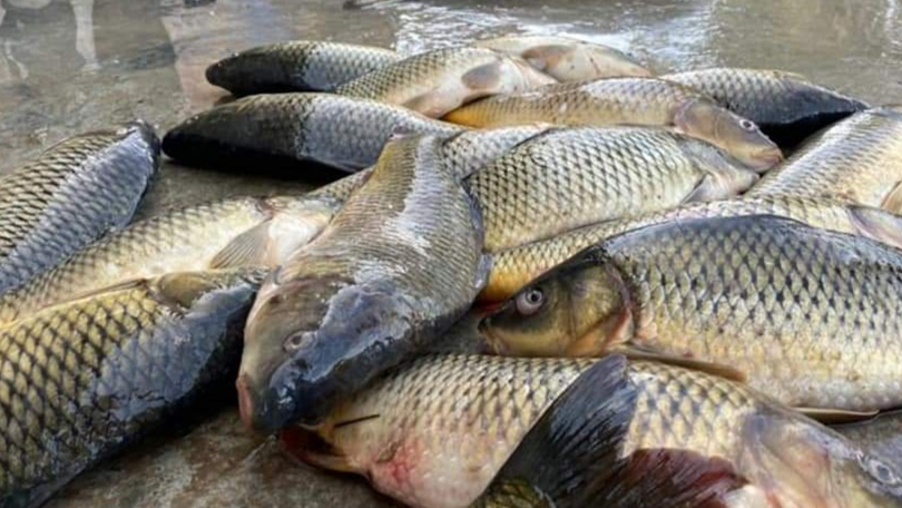 The Russian Battalion Illegally Catches Fish From The Euphrates River 