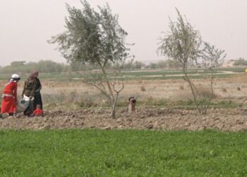 صورة المقال تعبيرية