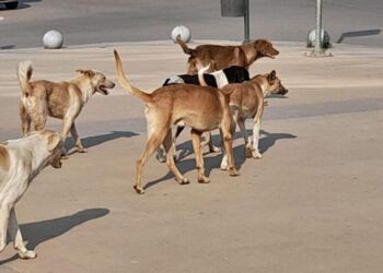 صورة المقال تعبيرية