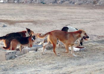 صورة المقال تعبيرية