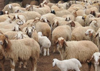 The article's picture is expressive