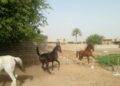 صورة المقال تعبيرية