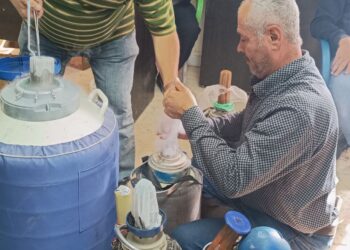 دائرة الصحة والإنتاج الحيواني في دير الزور تبدأ بتوزيع قشات التلقيح الاصطناعي مجاناً