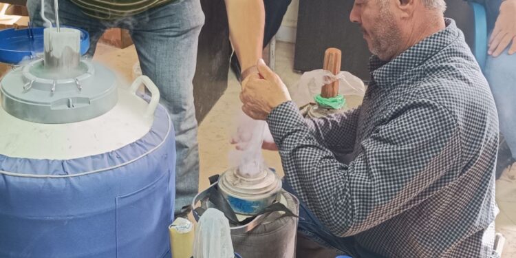 دائرة الصحة والإنتاج الحيواني في دير الزور تبدأ بتوزيع قشات التلقيح الاصطناعي مجاناً