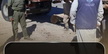 مصادرة أخشاب حراجية في دير الزور