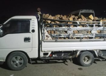 State Property Authority Strengthens Efforts to Protect Forests and Regulate Permits in Deir Ezzor