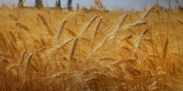 صورة المقال تعبيرية