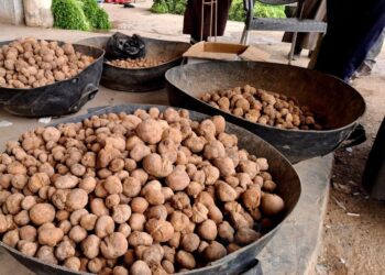 موسم الكمأة في البادية السورية… “رحلة موت” تهدد حياة المدنيين