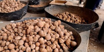Truffle season in the Syrian desert… “a death journey” that threatens the lives of civilians