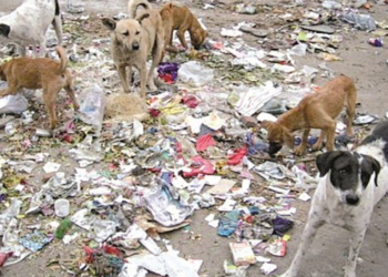 تفاقم التلوث وانتشار الكلاب الضالة يثير قلق أهالي دير الزور