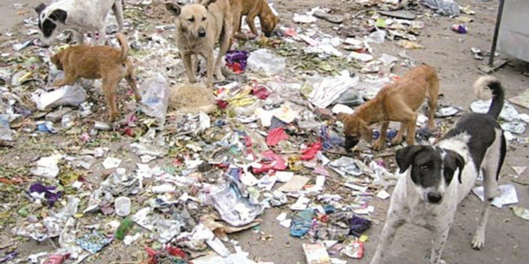 Worsening pollution and the spread of stray dogs worry the people of Deir Ezzor