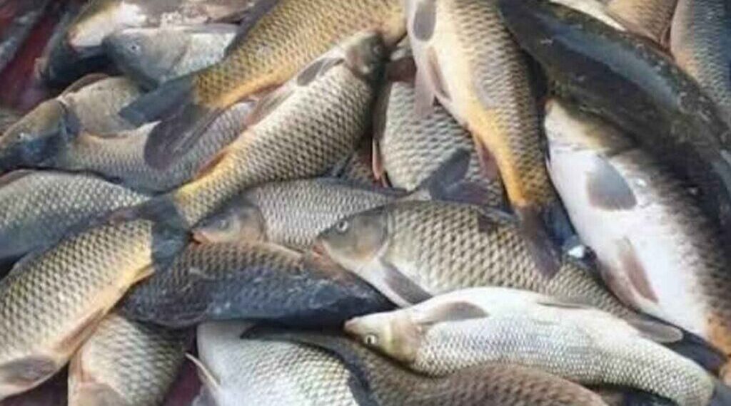 بدء استقبال طلبات ترخيص الصيادين ومتاجر الأسماك في الرقة