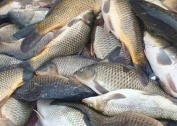 بدء استقبال طلبات ترخيص الصيادين ومتاجر الأسماك في الرقة