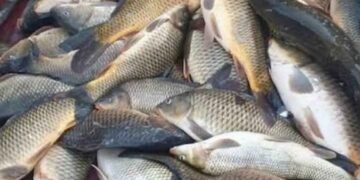 بدء استقبال طلبات ترخيص الصيادين ومتاجر الأسماك في الرقة