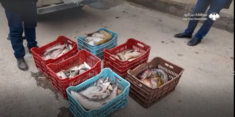 150 kg of illegal fish were seized in Albukamal, Deir Ezzor