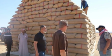 إعفاء رؤساء أربعة مراكز لاستلام الحبوب في الرقة بعد التحقق من شكاوى فلاحين